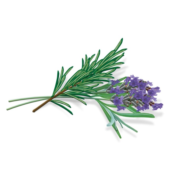 VICKS VapoPads Rozmaryn z Lawendą Pediatryczne wkładki zapachowe pak. 7 szt VBR7