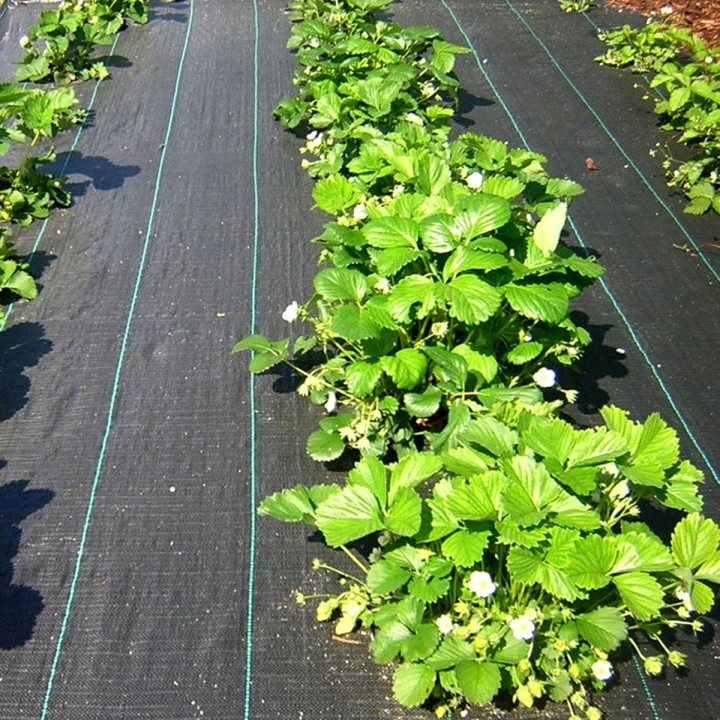 Agrotkanina Heckermann 0,8x50m 70g/m² + 50 czarnych kołków mocujących