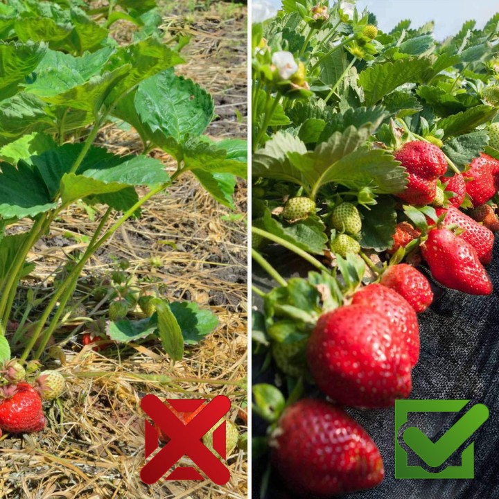 Agrotkanina Heckermann 0,8x50m 70g/m² + 50 czarnych kołków mocujących