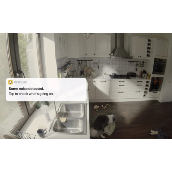 Petcube Cam 360° | Monitoruj swojego pupila w jakości 1080p WiFi